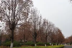 连云港3万余株香樟又遭冻害危在旦夕 专家：香樟不适合在连云港广泛种植，只适合点缀种植图片