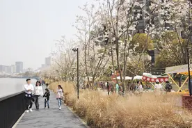 苏州河畔新地标，上演浪漫“樱雨江南”图片