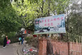 动物园的非洲狮，近看是条金毛狗？回应来了：牌子没及时调整图片