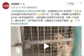 四川一动物园用金毛犬冒充非洲狮，网友：传说中的“金毛狮王”？图片