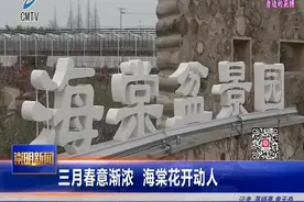 三月春意渐浓 海棠花开动人视频封面