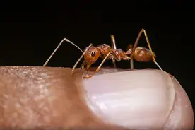 被红火蚁蜇伤怎么办视频封面