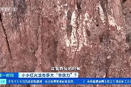 红火蚁已传播至我国435个县市区：会攻击人、农林作物甚至汽车发动机图片