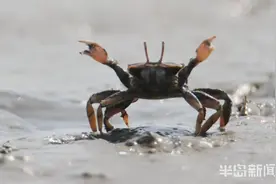 天气转暖 胶州湾滩涂大批大眼蟹出洞晒太阳图片