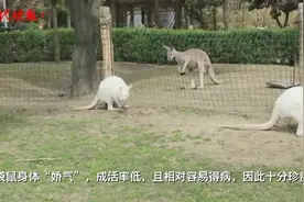 浑身雪白，濒危白袋鼠落户扬州动物园图片