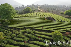 春茶系列报道3｜普洱困鹿山茶树发芽率好于往年，鲜叶开采价格达1.28万元/公斤图片