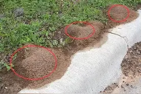有剧毒、能致命！路边碰到这种小红土堆，千万别碰图片