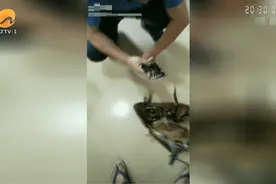 5名男子用中华鲎下酒，把国家二级重点保护动物当下酒菜？刑拘图片