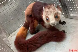 四川乐山悬崖边纵身一跃的“飞狐”其实也叫“寒号鸟”图片