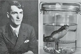 人类验个孕 差点导致青蛙灭绝图片