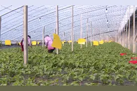 临沂市临沭县大力发展特色农业  助力农业经济新增长视频封面