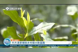 常州溧阳：清茶铺就乡村振兴致富路，采茶工日均工资350元左右！视频封面