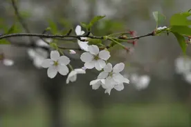 航拍浙江上虞600亩樱花林 微风拂过下起樱花雨煞是美丽图片