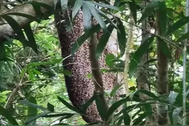 海口27人遭排蜂蜇咬受伤，一人不幸身亡！清明祭扫遇上它们要小心图片