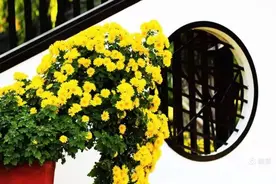 清明｜陪伴父亲最后的日子图片