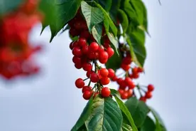 视频 | 一树樱桃红半落 荣县樱桃进入丰产期图片