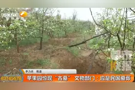 咸阳女子家果园惊现大坑，里面竟有......文物部门：应是民国墓葬图片