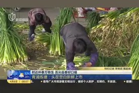 时近仲春万物生  舌尖品春好口福：青浦练塘——头茬茭白新鲜上市视频封面