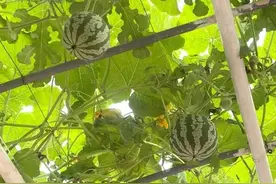 潍坊寿光市：煮着吃的西瓜、白色的西红柿……蔬菜展会无奇不有图片