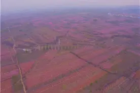 潍坊青州市：千亩桃树花开正盛 农旅融合促民增收图片