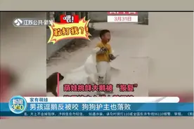 男孩拿树枝逗鹅反被咬，狗狗护主心切上前保护，结果也落败视频封面