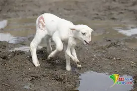 土耳其小羊羔天生长有六条腿 不影响正常行走图片