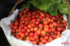 车厘子是樱桃吗？为啥一个能走绿色通道，一个就要交过路费图片