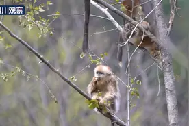 九寨沟：金丝猴化身“吃播”组团下山“干饭”图片