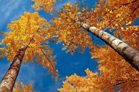 党员干部不妨以树为师，努力把自己活成一棵树图片