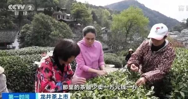 一斤龙井卖3万多元？同一产地，价格为啥差1倍