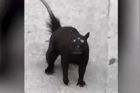 国外网友在街上拍到“三眼”神秘动物 一点都不怕人图片