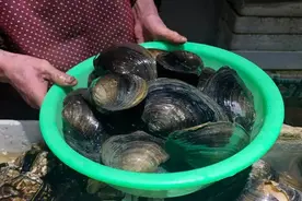 鲜美肥嫩！杭州人爱吃的这道时令美味正便宜！怎样烧好吃？秘诀在这里图片