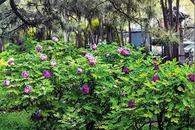 河北邯郸丛台公园牡丹进入盛花期图片