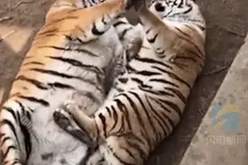 烟台一动物园两只胖虎合掌秀恩爱，网友酸了：撒虎粮呢图片