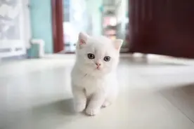 “小黄”丢失之后…… 流浪动物处置管理难，领养有了“第一案”图片