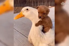 “鸭”垮了！小猪学狗子趴鸭鸭背上，网友调侃：太重了“鸭”图片