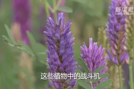 看，倔强这样战胜绝望图片