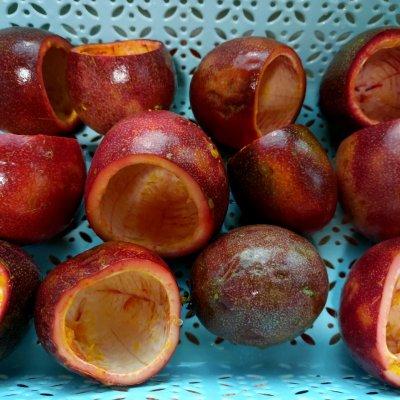 花胶甜品布丁 2026年花胶做甜品 花胶甜品布丁 2026年花胶做甜品