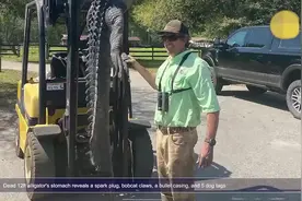 美国一猎人抓获3.6米长鳄鱼 剖开后发现五个未消化的狗项圈标签图片