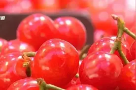 熟了！昆明超全樱桃采摘指南，看完就出发图片