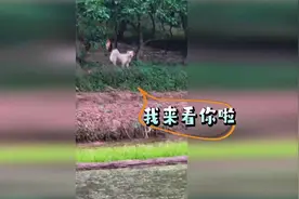 25秒｜女子出嫁后娘家的狗狗每天都到婆婆家看她 网友：想娘家人了！视频封面