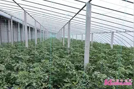 青岛平度：草莓遇上西红柿 种出丰收好“钱”景图片