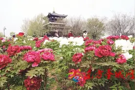 济宁太白湖景区牡丹园内60余万株牡丹竞相开放图片