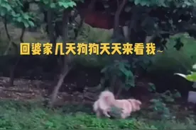 女子婚后住婆家，娘家狗子每天都来找她，网友：想看你过得好不图片