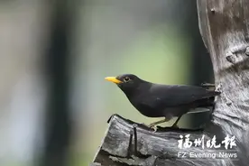 连江一小区飞来“愤怒的小鸟”像乌鸦又像八哥图片