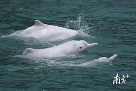粤东海域最后13头白海豚图片