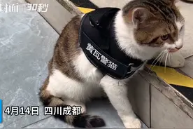 30秒｜太萌了！来看成都一派出所官方警猫的“工作”日常视频封面