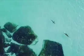 顶级掠食者的相遇！鳄鱼被鲨鱼尾随“不厌其烦”只好上岸图片