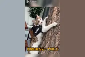 午FUN丨厉害了！这里有一只全能小警喵~视频封面