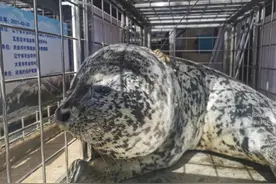 8只“渤海精灵”斑海豹，顺利回家了图片